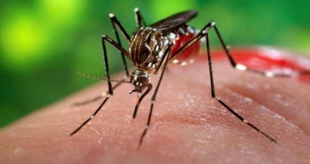 Michoacán registra casi mil casos de chikungunya 