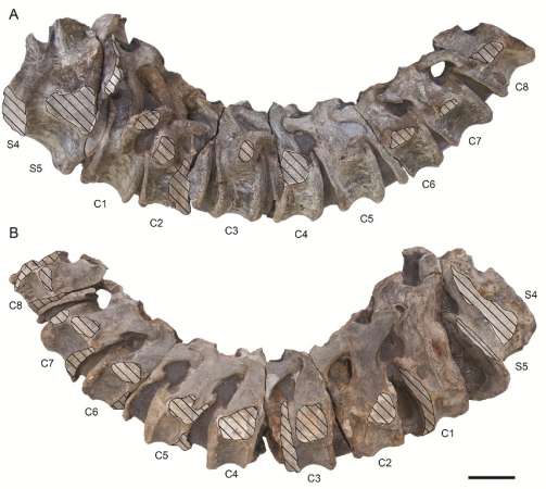 Descubren el primer dinosaurio en suelo colombiano - Foto 1 