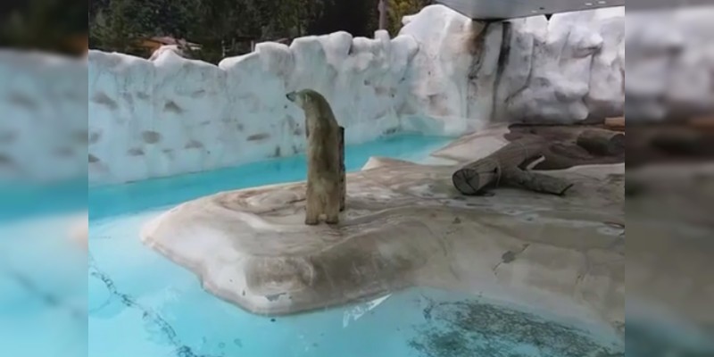 Zoológico de Morelia celebra el Día Internacional del Oso Polar 