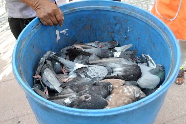 Buscan a responsable de muerte masiva de palomas en Yurécuaro, Michoacán - Foto 0 
