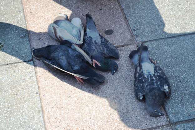 Buscan a responsable de muerte masiva de palomas en Yurécuaro, Michoacán - Foto 2 