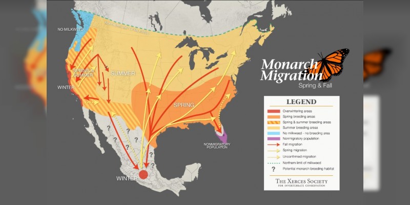 Expertos de México y Estados Unidos analizan efecto polinizador de la mariposa Monarca 