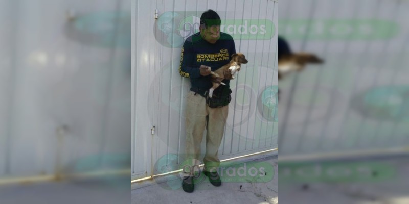 Bomberos rescatan a perro atrapado entre muros en Zitácuaro, Michoacán - Foto 0 