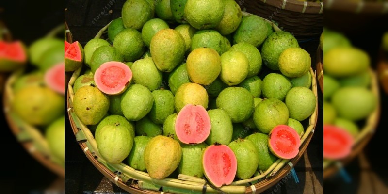 Michoacán produce el 60 por ciento de la guayaba del país: Sedrua 