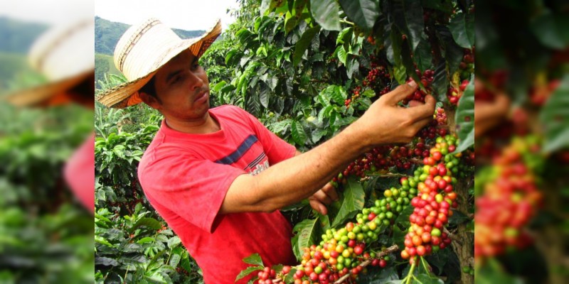 Sector cafetalero en México recibirá mil 200 millones de pesos en 2018 