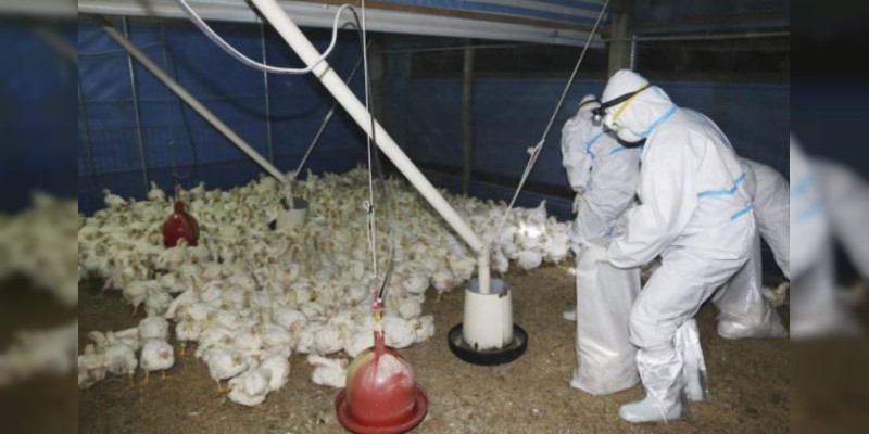 Localizan y cierran de dos focos de Influenza Aviar en Guanajuato y Querétaro 