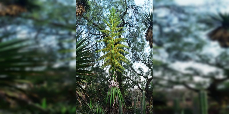 Después de 30 años de espera, ejemplar de tehuizote florece en el Jardín Botánico de la UNAM - Foto 0 