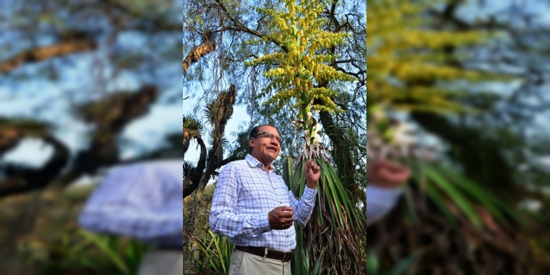 Después de 30 años de espera, ejemplar de tehuizote florece en el Jardín Botánico de la UNAM - Foto 2 