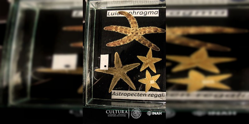 Identifican seis especies de estrellas de mar en ofrendas del Templo Mayor - Foto 2 
