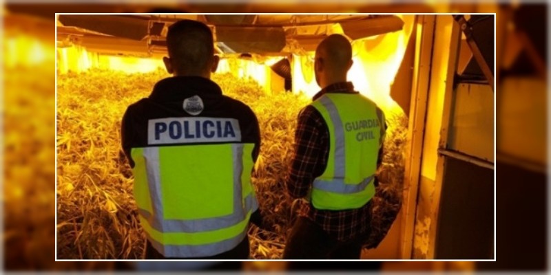 Desarticulan banda china dedicada a la producción y venta de marihuana en España - Foto 0 