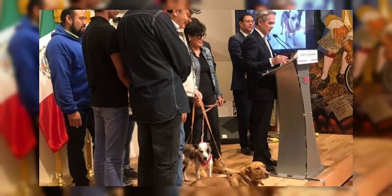 Se han rescatado 103 perros en el metro de la Ciudad de México 