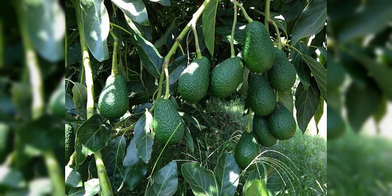 Morelia, Zitácuaro, Tzintzuntzan y Villa Morelos, libres de plaga del barrenador de aguacate 