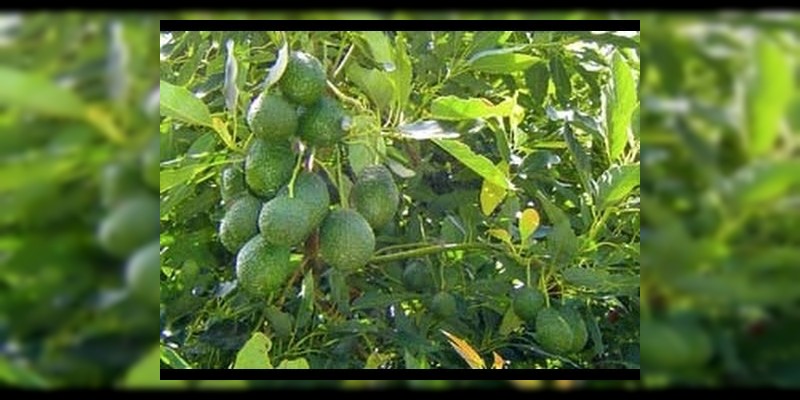 Se suman a la exportación 2 mil 500 hectáreas de aguacate: Sedrua 