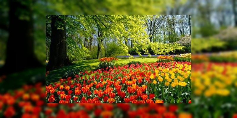 Según expertos, la primavera nos trae felicidad  