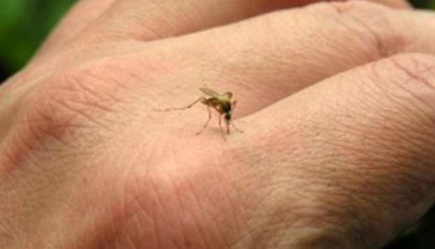 Superan los mil los casos de chikungunya en Michoacán 