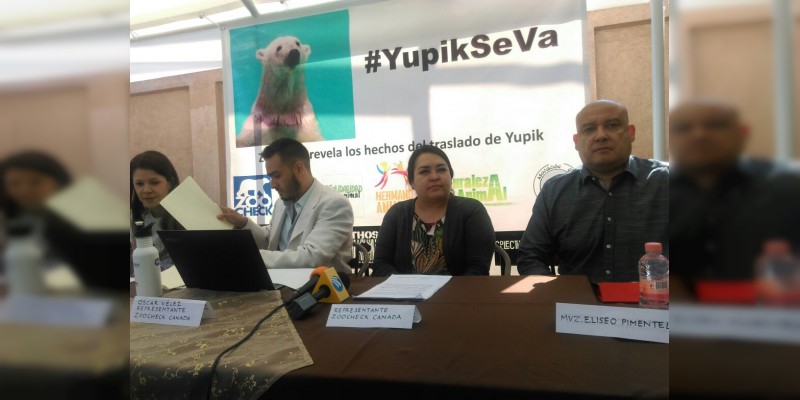 Gobierno estatal de Michoacán incumple con convenio para devolver a la osa polar Yupik, denuncia Zoocheck 