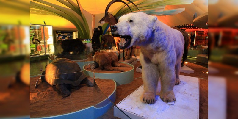 Se renueva el Museo de Historia Natural de la Ciudad de México - Foto 2 