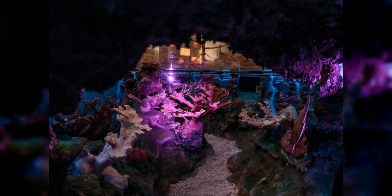 Se renueva el Museo de Historia Natural de la Ciudad de México - Foto 4 
