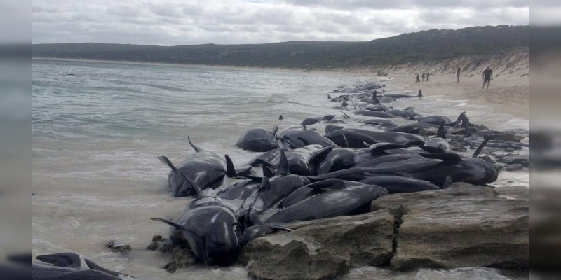 Mueren 70 ballenas en Australia 