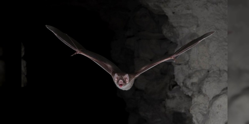 Revela estudio de la UNAM adaptación de murciélagos para alimentarse solo de sangre 