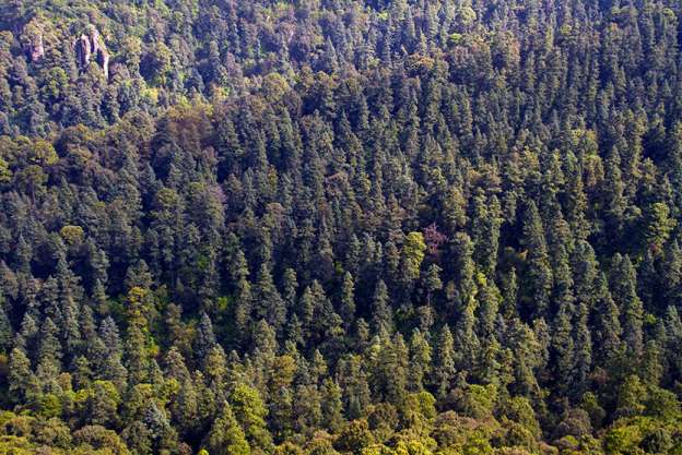 Se pierden anualmente 18 mil hectáreas de bosque templado en Michoacán: Cofom 