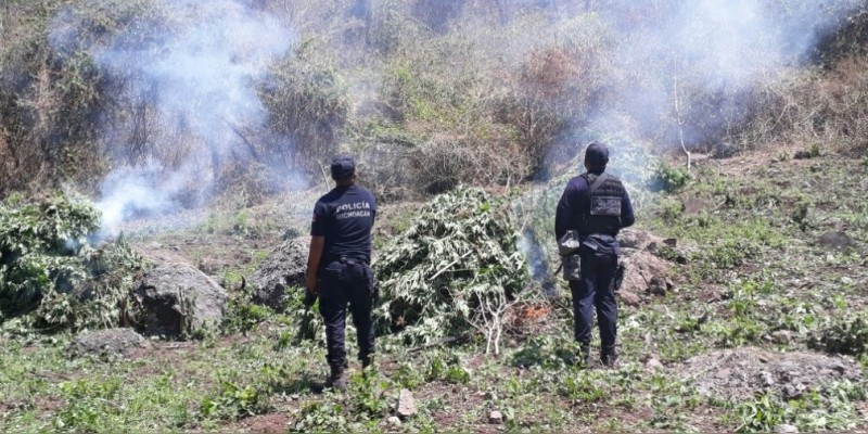 Localizan y destruyen plantío de marihuana en Jungapeo, Michoacán 