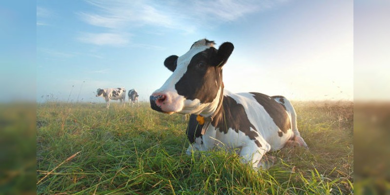 En Coahuila estudian efectos climáticos sobre vacas lecheras 