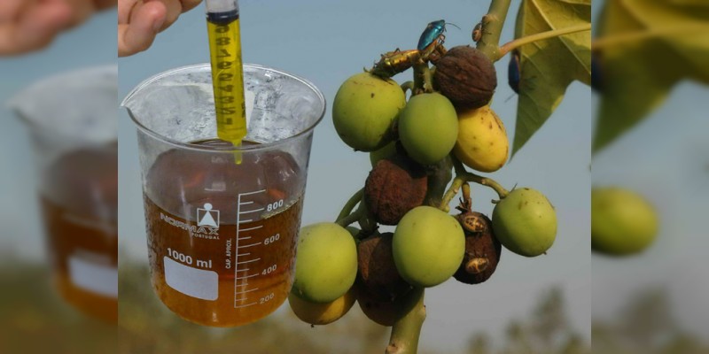 Sagarpa crea tecnología para producir biocombustible a partir del piñón 