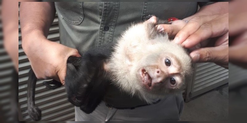 Después de 15 días, capturan al mono capuchino de Lomas de Chapultepec 