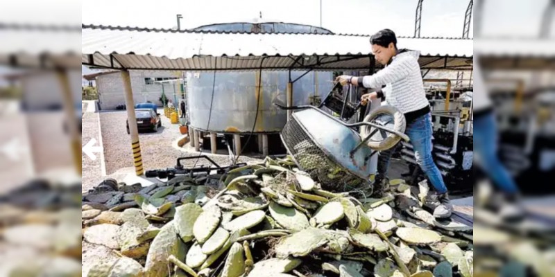 Abren en Michoacán la primera estación para crear combustible con nopal  