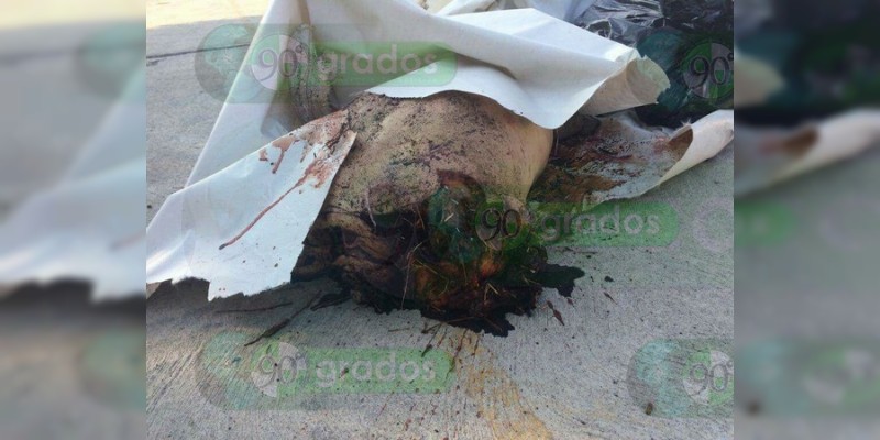 Embolsado y descuartizado encuentran un cadáver en Tarimoro, Guanajuato - Foto 0 