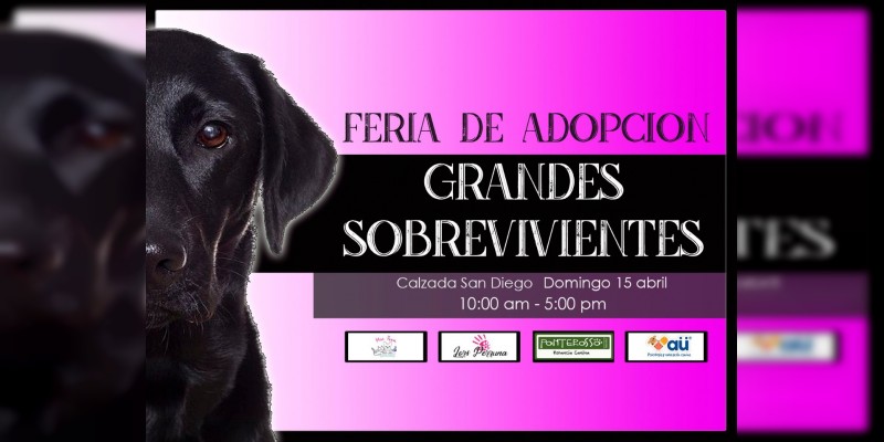 Mañana, feria de adopción canina y felina en Morelia 
