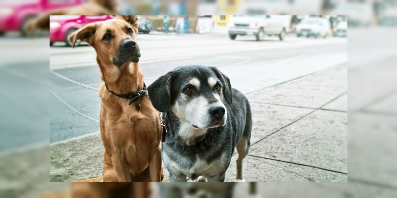 Mexicana crea pastilla anticonceptiva para perros callejeros 