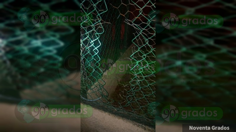 Detienen policías auxiliares a sujeto que quería robar un tucán del Zoológico de Morelia, Michoacán - Foto 2 