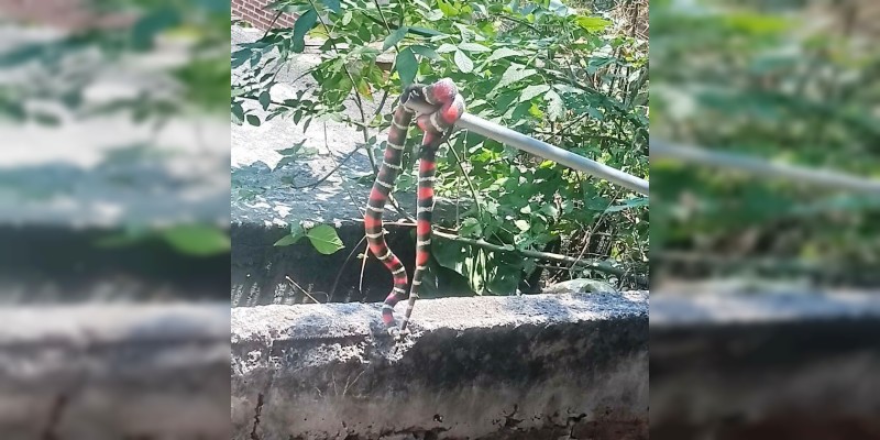 Falsa serpiente coralillo genera movilización de Bomberos en Zitácuaro - Foto 0 
