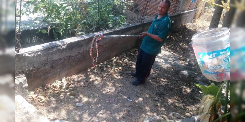 Falsa serpiente coralillo genera movilización de Bomberos en Zitácuaro - Foto 2 