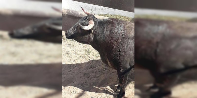 Hortelano, el toro indultado por Castella, está muy bien y regresa a la ganadería - Foto 2 
