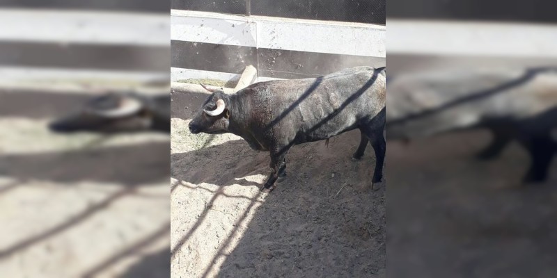 Hortelano, el toro indultado por Castella, está muy bien y regresa a la ganadería - Foto 3 