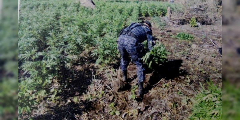 Destruyen más de 800 mil plantas de marihuana en Jalisco - Foto 1 