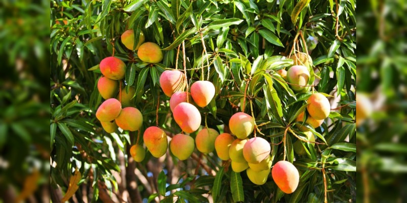 Aumenta exportación de cinco frutos michoacanos - Foto 0 
