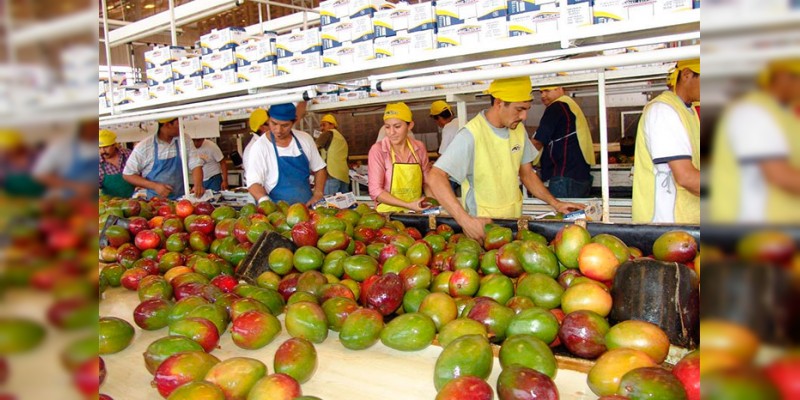 Aumenta exportación de cinco frutos michoacanos - Foto 1 