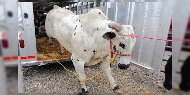 Muere niño michoacano aplastado por toro en jaripeo en Acámbaro, Guanajuato 