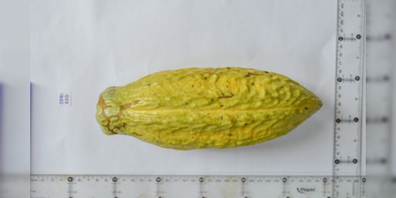 Desarrollan en México plántulas de cacao mejoradas y resistentes a enfermedades 