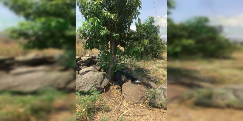 Encuentran cadáver bajo un árbol en Tangamandapio, Michoacán 