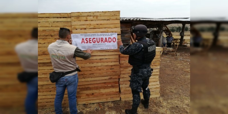 PROFEPA clausura 2 aserraderos y asegura 633.513 m3 de madera en zona de influencia de la monarca en Michoacán  