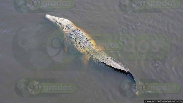 Buscan a menor atacado por cocodrilo en Lázaro Cárdenas, Michoacán - Foto 1 