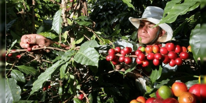 Recupera México posición en los planos nacional e internacional en café: Sagarpa 