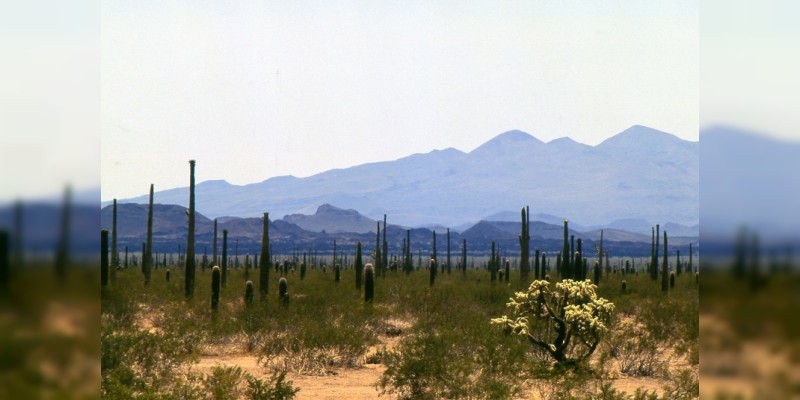 En el desierto de Sonora, los o´odham mantienen viva la milenaria peregrinación por la sal - Foto 0 