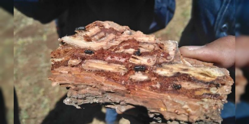 Propicia cambio climático mayor incidencia de insecto descortezador: Investigador 