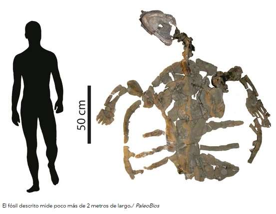 Describen a la tortuga marina más antigua conocida hasta ahora: tiene 120 millones de años - Foto 1 